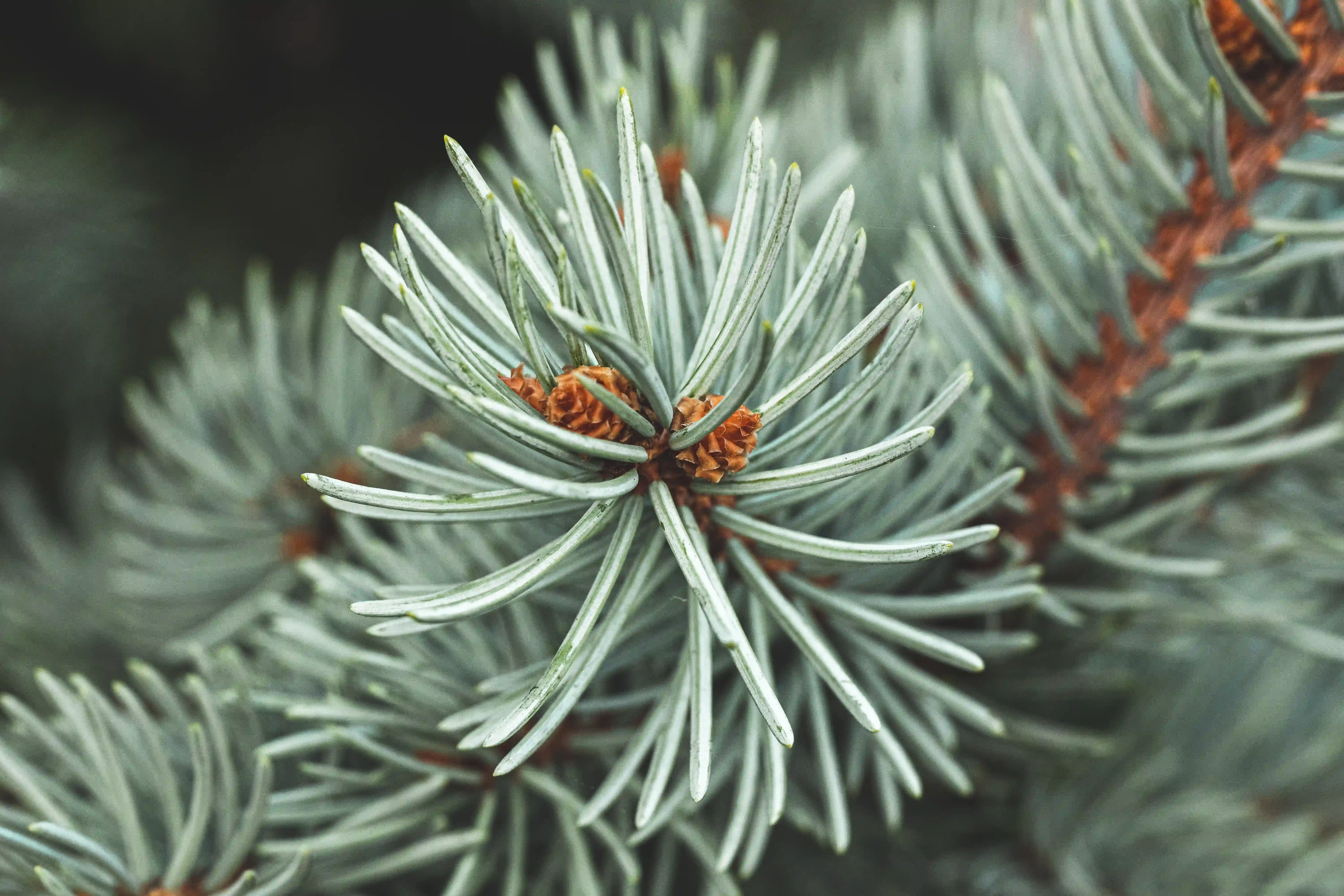 Pine Tree Branch - Macro